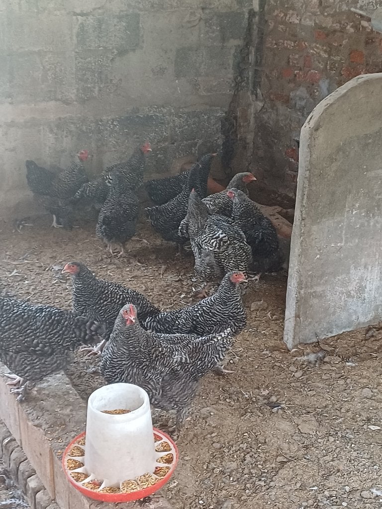 Mechelse koekoek hennen te koop, Dieren en Toebehoren, Pluimvee