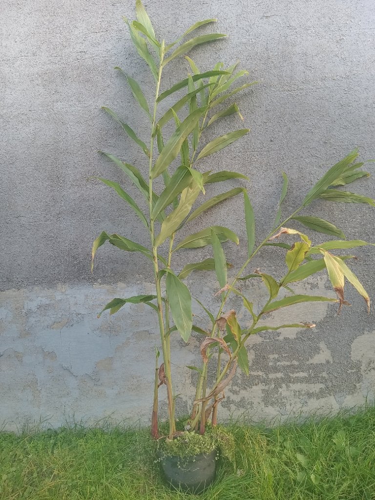 Siergember hedychium coronarium, Volle zon, Vaste plant, Herfst, Ophalen