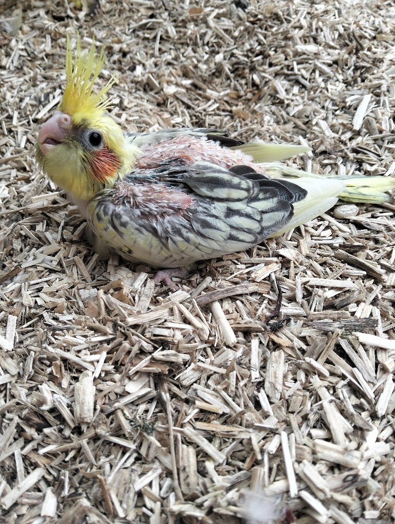 te koop jonge valkparkiet, Geslacht onbekend, Parkiet, Tam