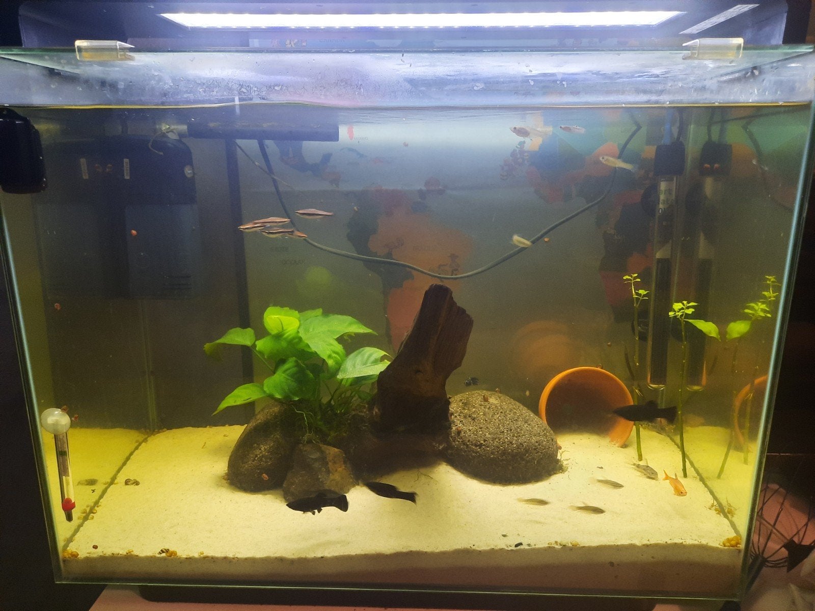 aquarium superfisch 80 liter met visbestand, Ophalen, Filter