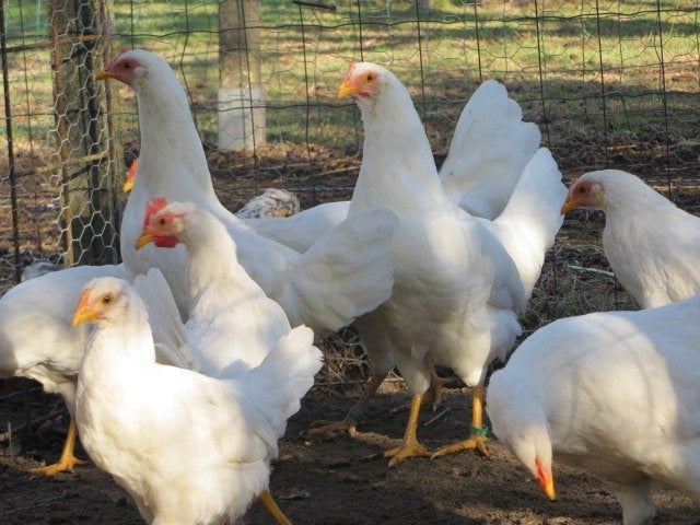 LEGHORN HENNEN, Dieren en Toebehoren, Pluimvee, Vrouwelijk, Kip