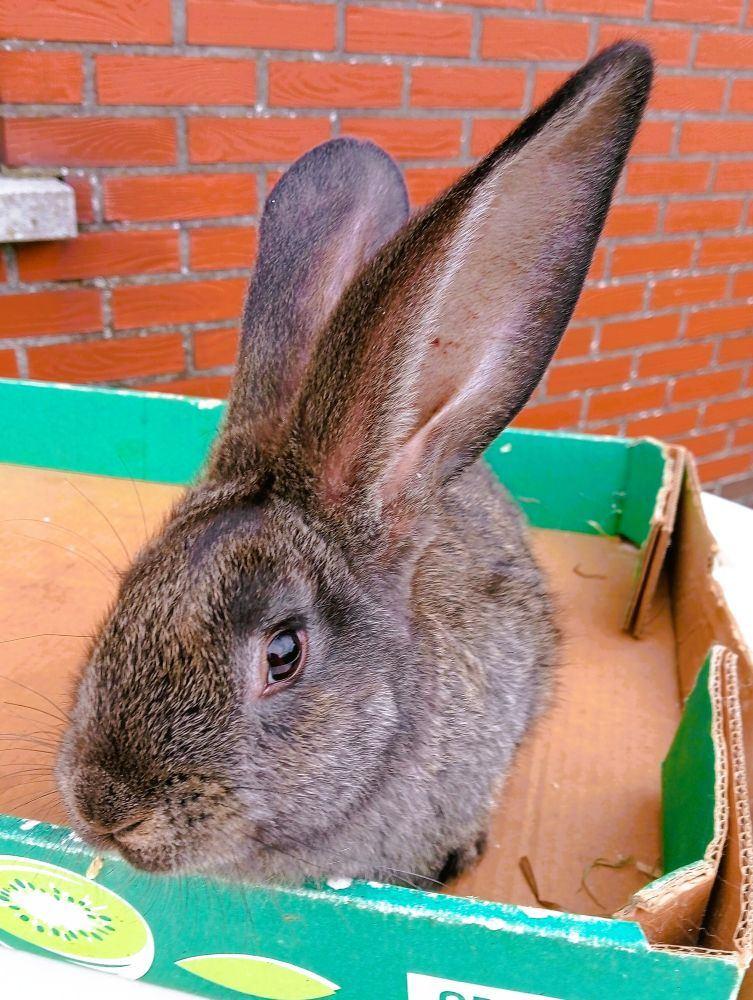 jonge konijn: Vlaamse reus, Vrouwelijk, Groot