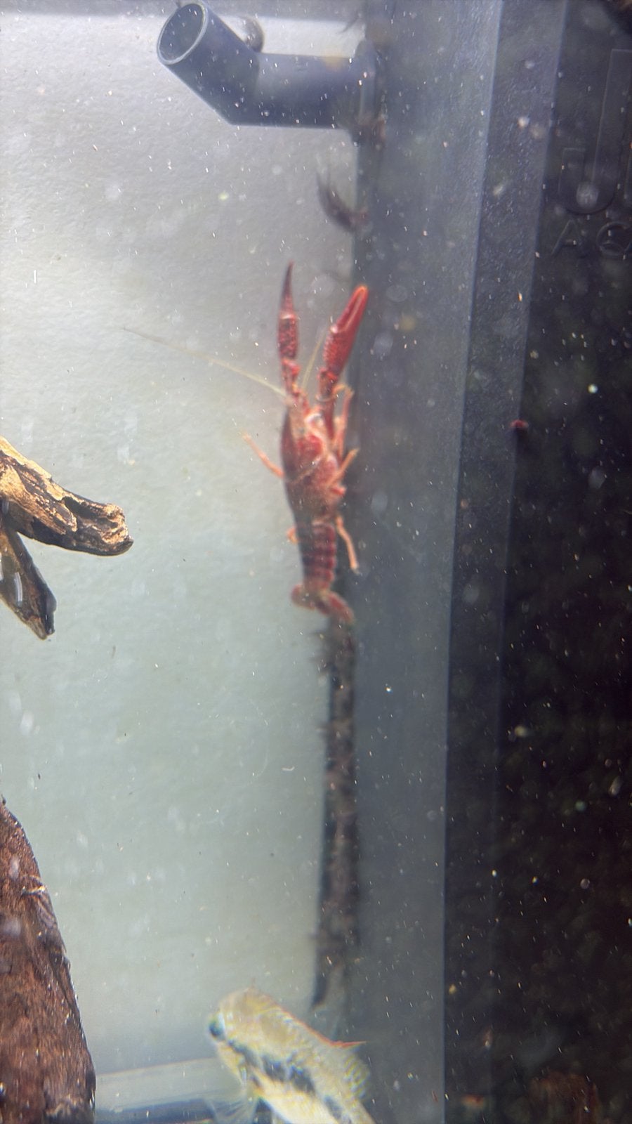 2 kreeften, Dieren en Toebehoren