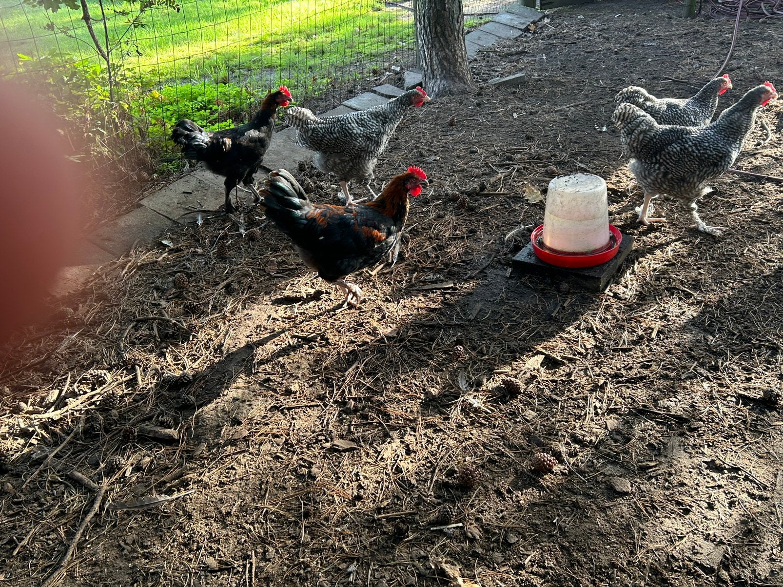 Marans hanen - zwart koperhals, Dieren en Toebehoren