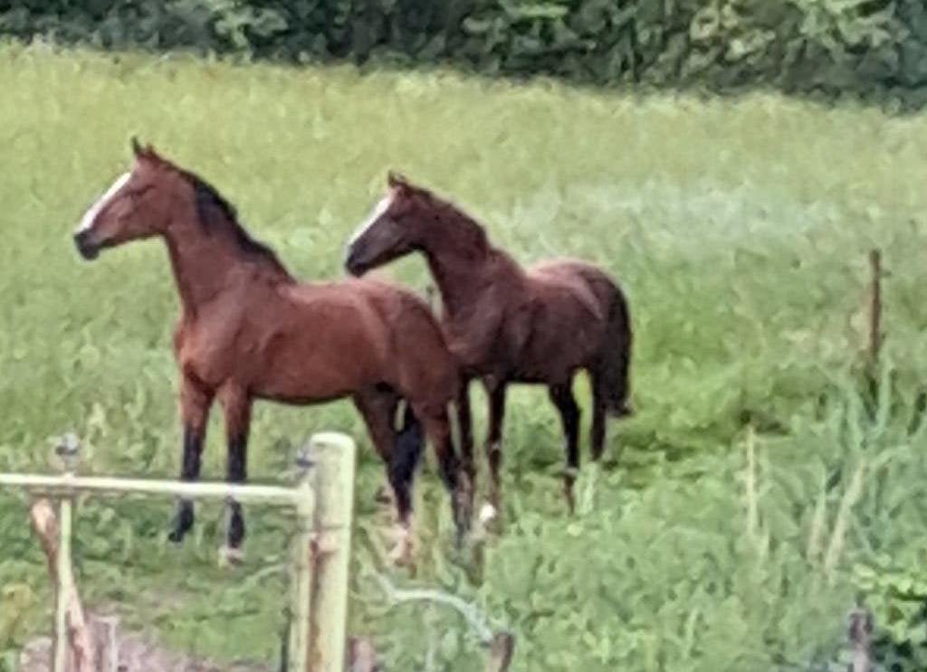 1 of 3 paarden te koop, Plusieurs animaux, Ne s'applique pas, Avec pedigree