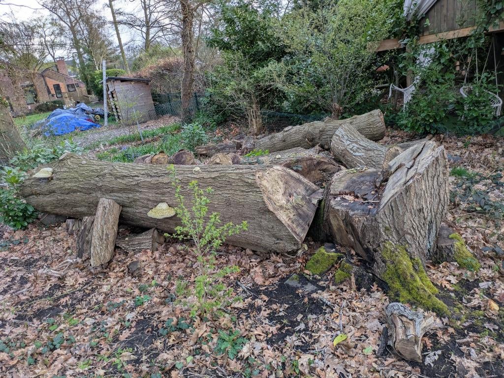 Massief hout Amerikaanse eik., 6 m³ of meer, Ophalen, Eikenhout, Stammen