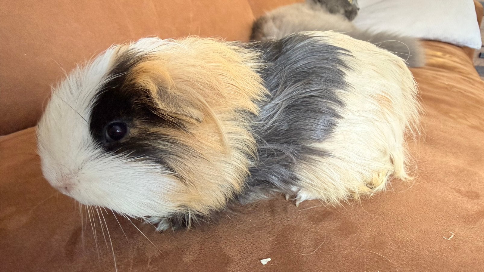 Cavia, Cobaye Shelty Mâle Doré /blanc/noir, Animaux & Accessoires, Mâle, Février, Domestique, Cobaye