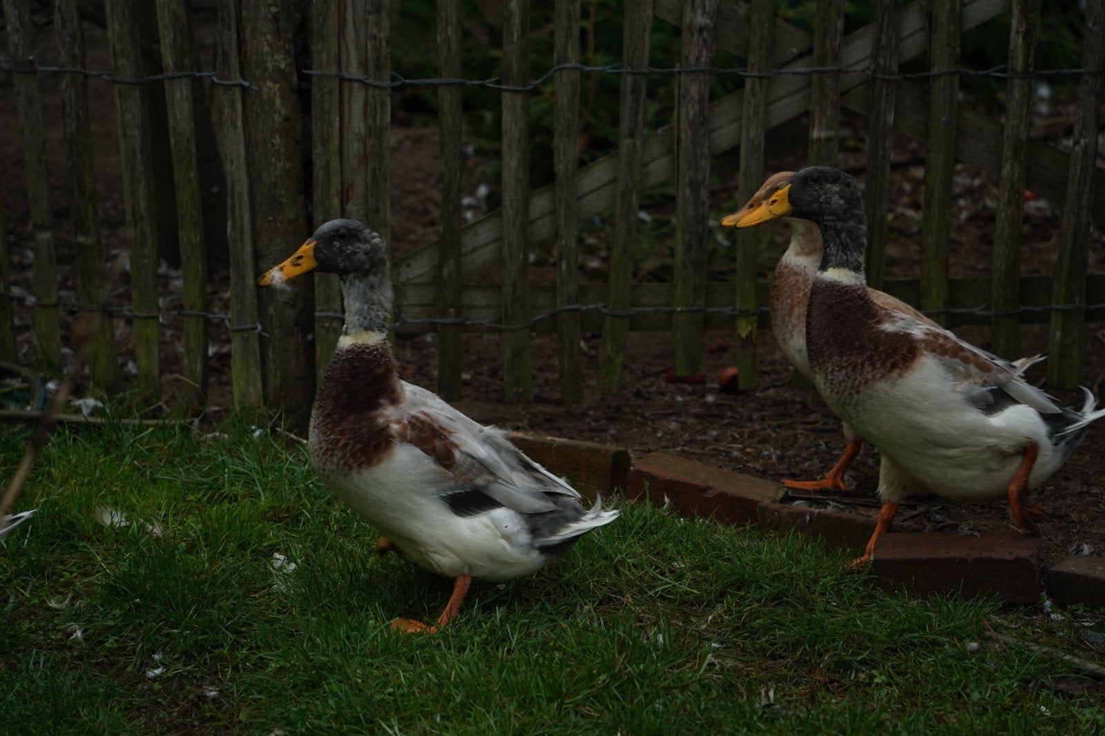 Leuke loopeendenmix (kuifeend x loopeend), Dieren en Toebehoren