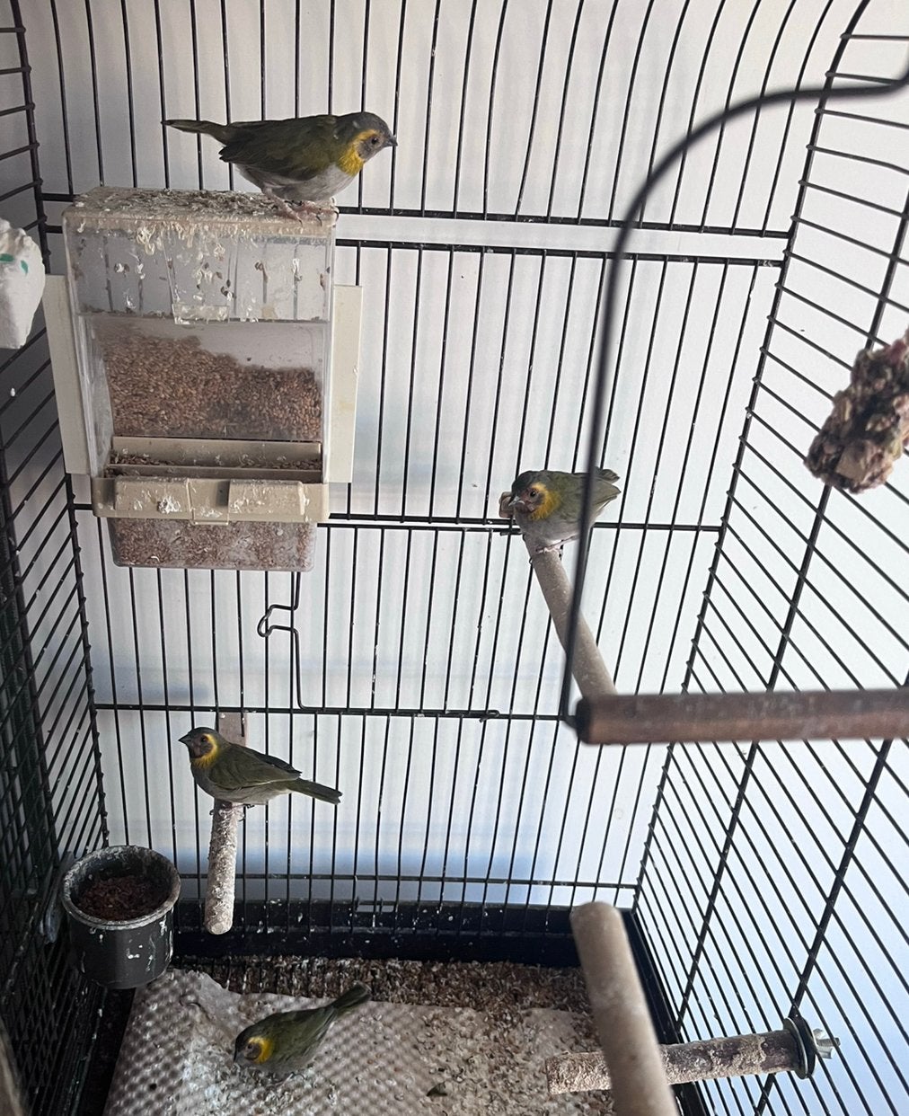 Vogelkooi op staander met 4 cubavinken pop, Vrouwelijk, Tropenvogel, Geringd