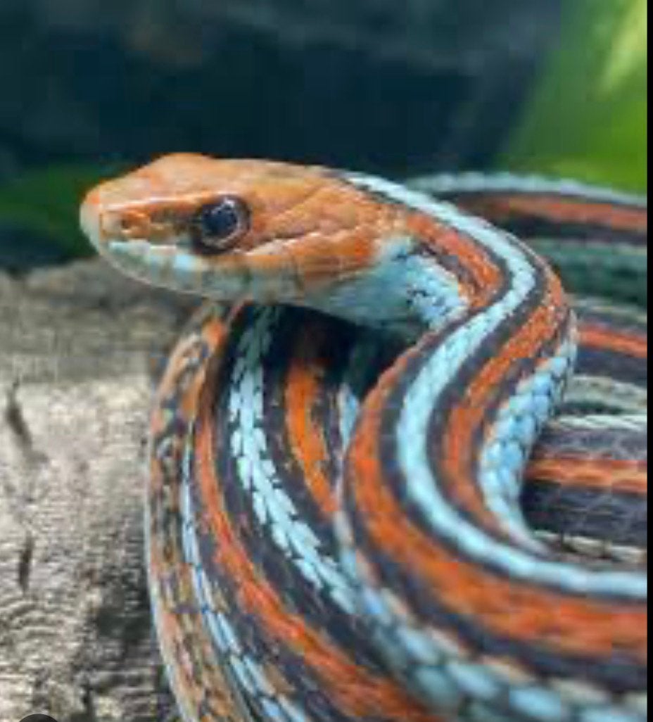 1.0 San Francisco kousebandslang, Dieren en Toebehoren, Reptielen en Amfibieën, Slang, Tam