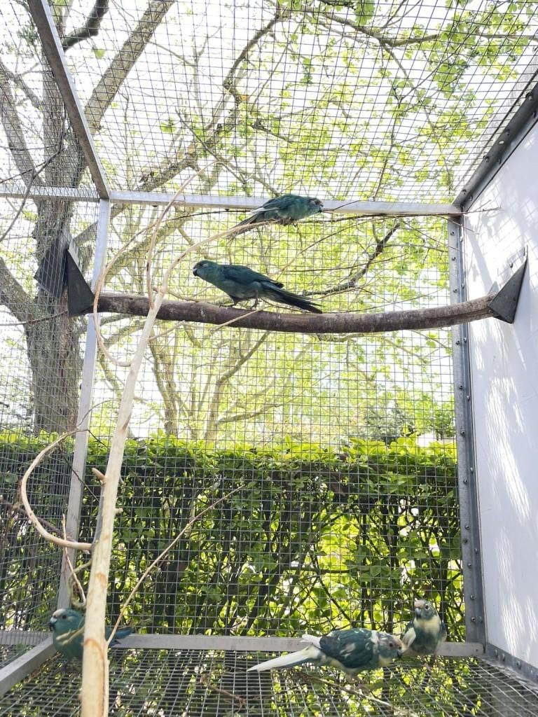 parkiet, Dieren en Toebehoren, Meerdere dieren, Parkiet, Geringd