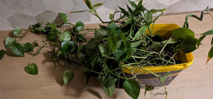 Pothos, Enlèvement