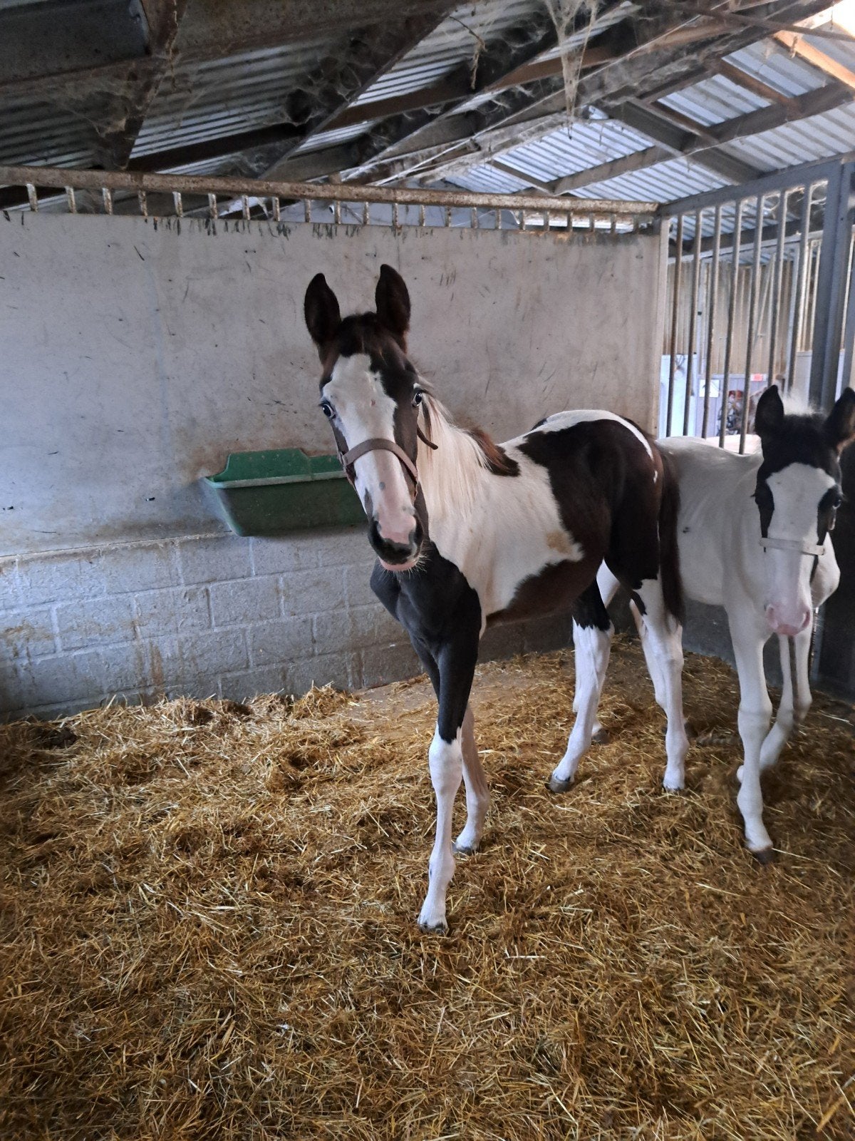 hengst veulen, Avec pedigree, 165 à 170 cm, Étalon, 0 à 2 ans