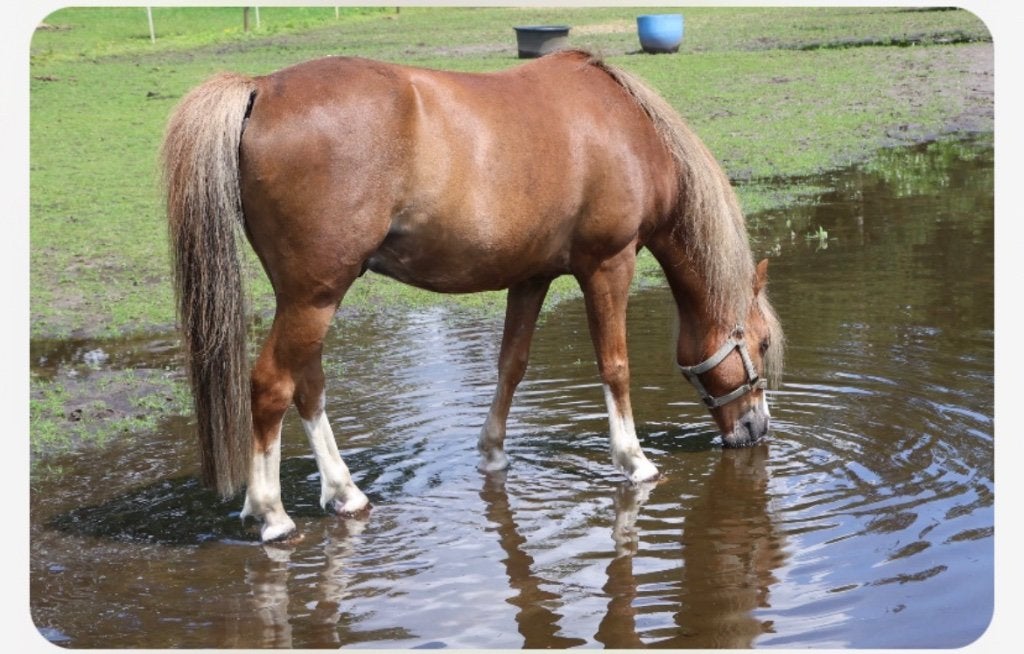 Mooie B pony, Dieren en Toebehoren, Pony's, Met stamboom, Ruin, Zadelmak, B pony (1.17m tot 1.27m)