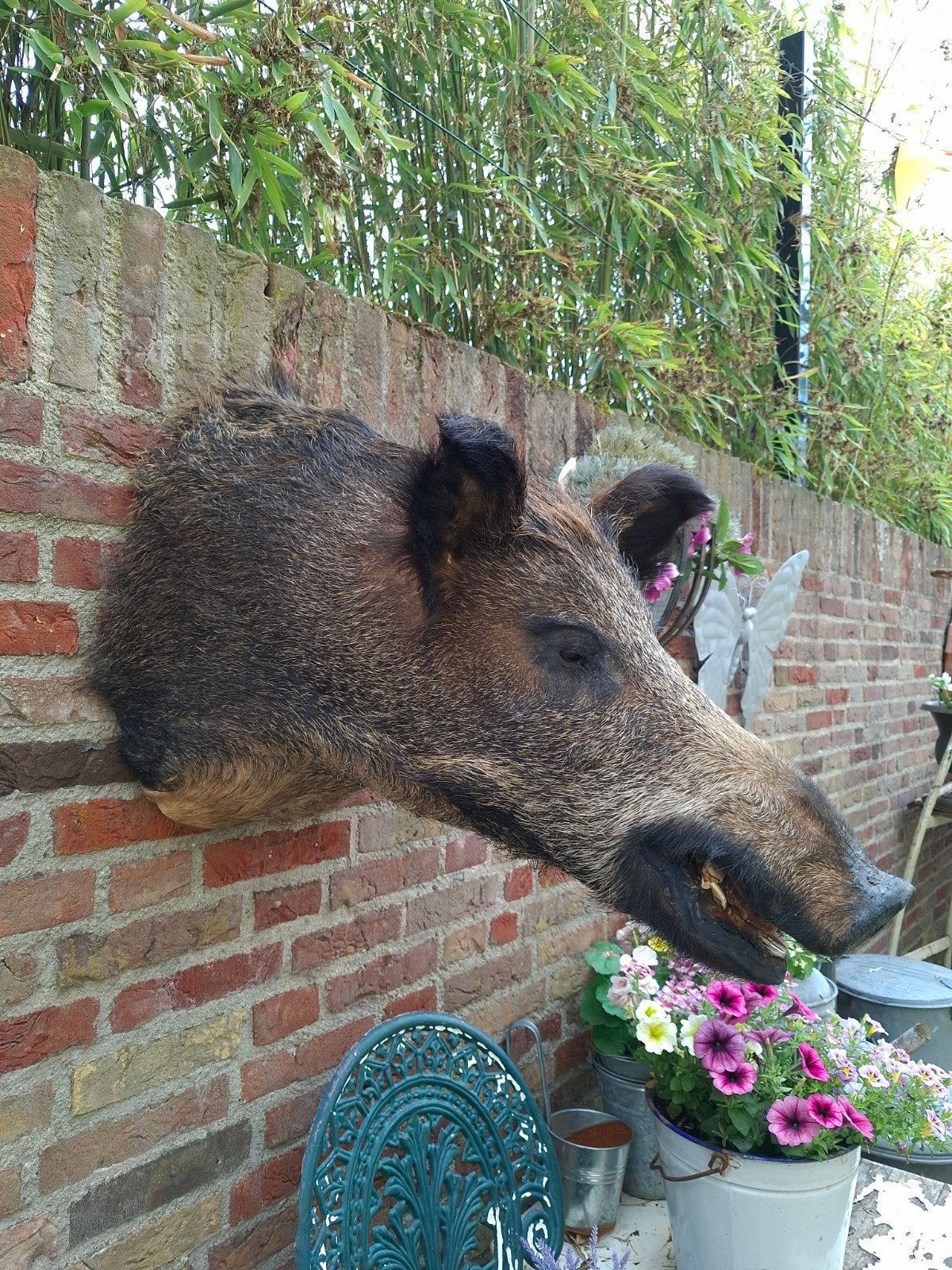 fourré sur sanglier, taxidermie, chasse, bois, crâne de cerf, Collections, Collections Animaux, Bois ou Tête, Animal sauvage, Enlèvement