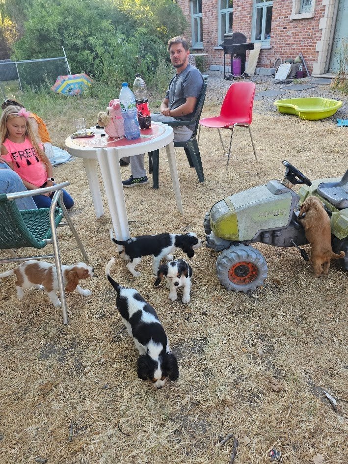 Chiots Cavalier Kingcharles Spaniel 23-5-2026, Animaux & Accessoires, Maladie de Carré (chiens), Autres races, Plusieurs, Belgique