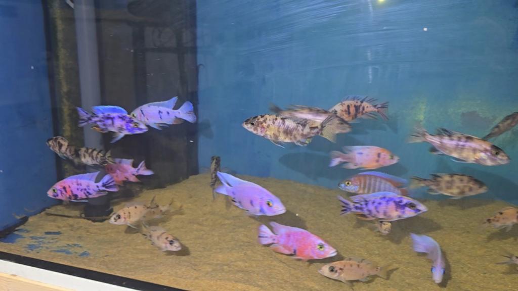 Malawi Sciaenochromis fryeri ob, Dieren en Toebehoren