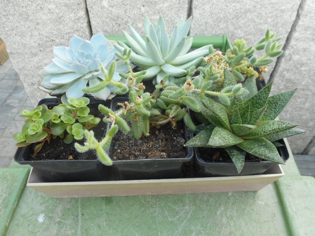 Plantes, Jardin & Terrasse, Enlèvement ou Envoi, Plante fixe, Autres espèces, Mi-ombre