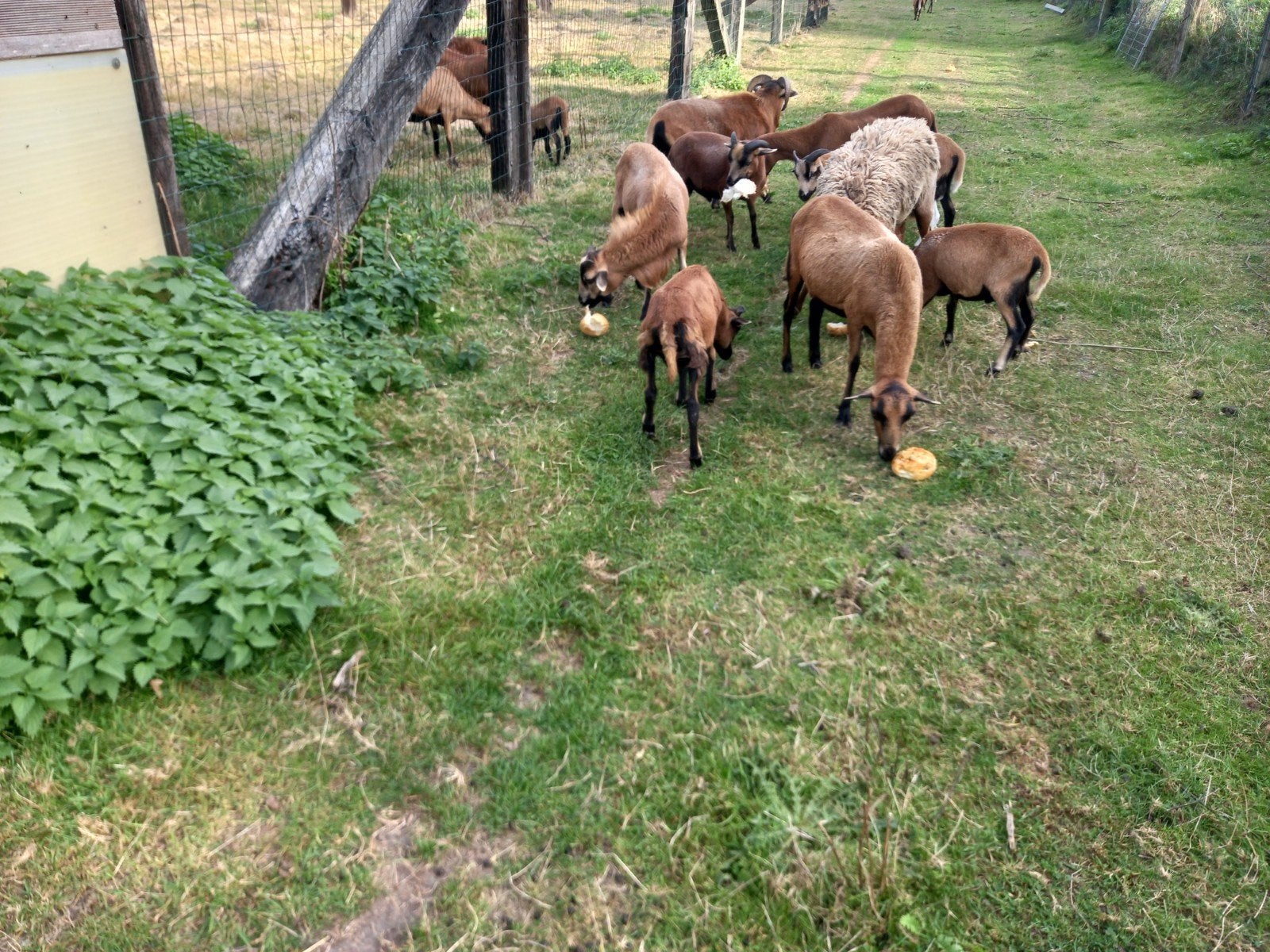 Kameroen schapen, Dieren en Toebehoren, Meerdere dieren, Schaap, 0 tot 2 jaar