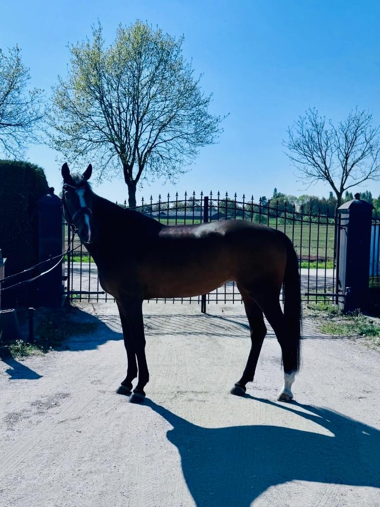 Super Brave Lieve dressuur merrie, Animaux & Accessoires, Chevaux, Jument, Z, 165 à 170 cm, 11 ans ou plus, Cheval de dressage