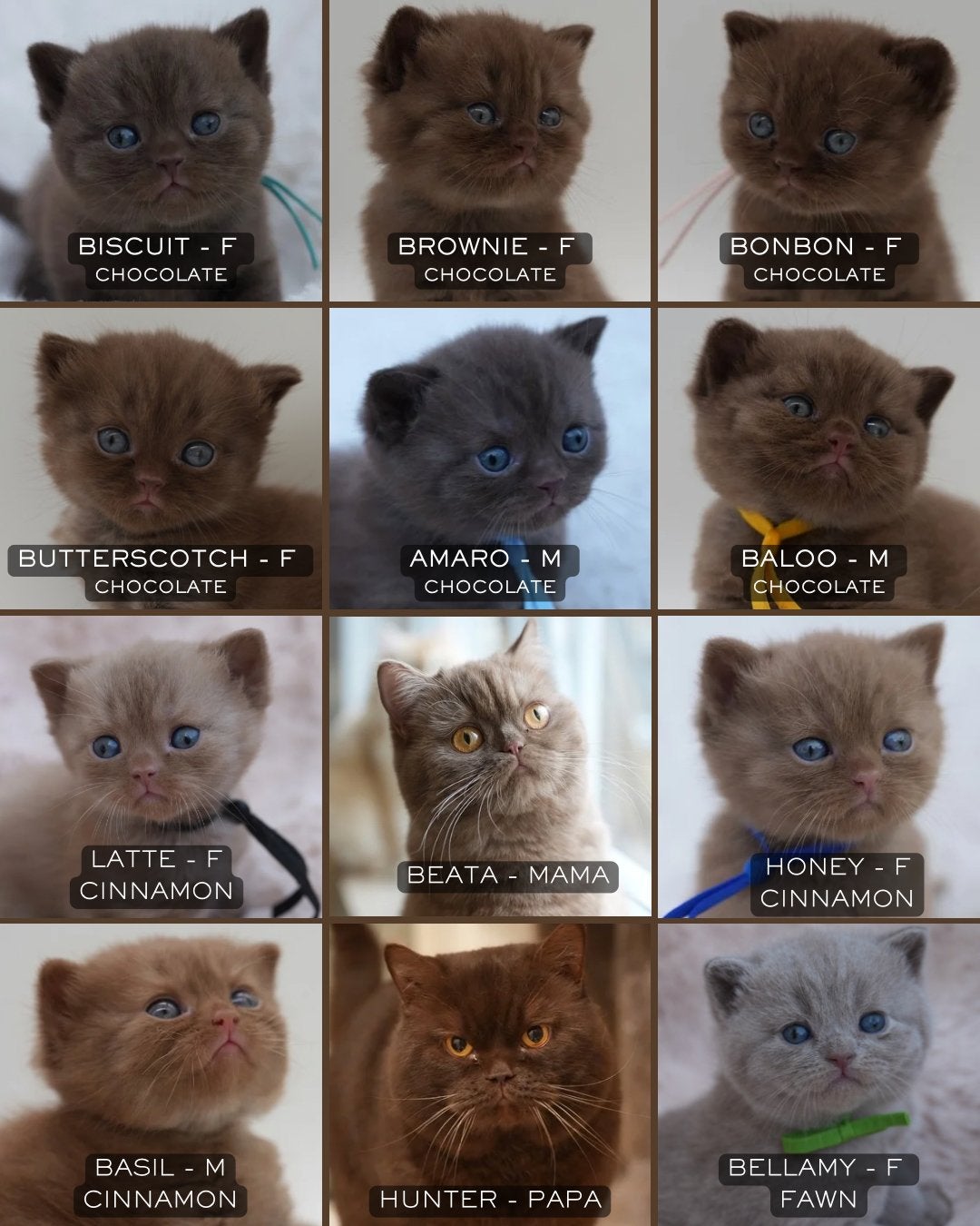 British Shorthair Chocolate - Cinnamon - Fawn/lilac, Plusieurs animaux, Avec pedigree, 0 à 2 ans