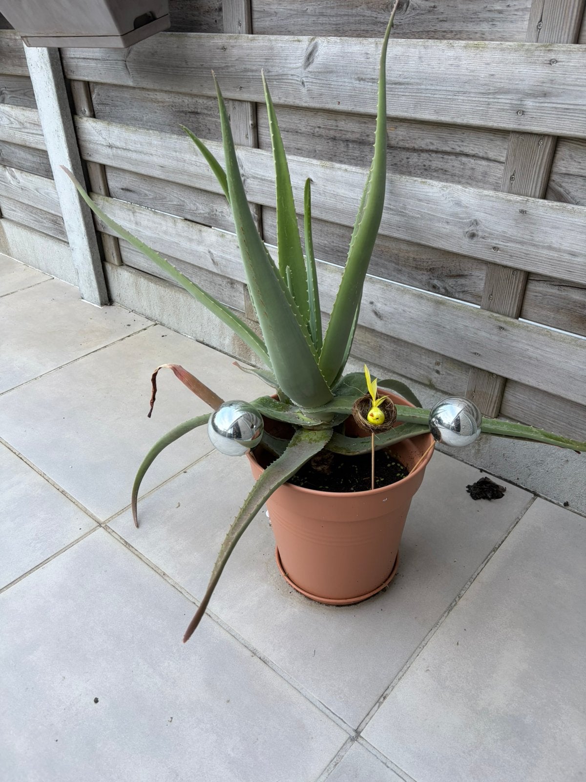 Aloe vera plant, Huis en Inrichting, Ophalen