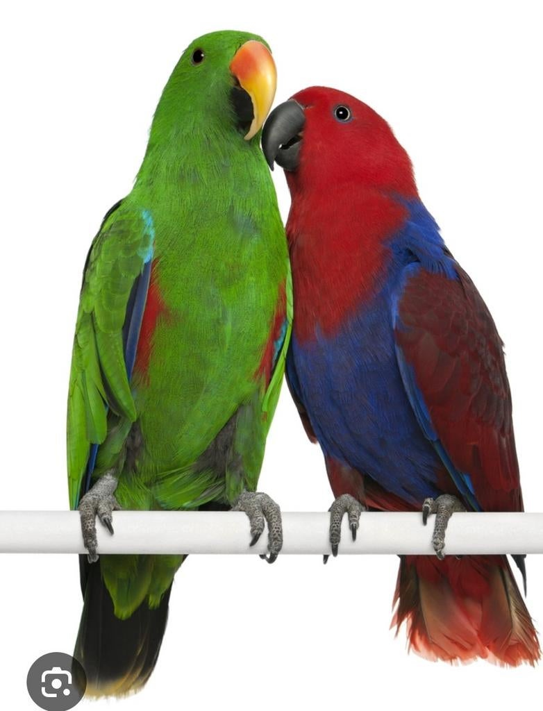 Gezocht: edelpapegaaien, Dieren en Toebehoren, Geringd
