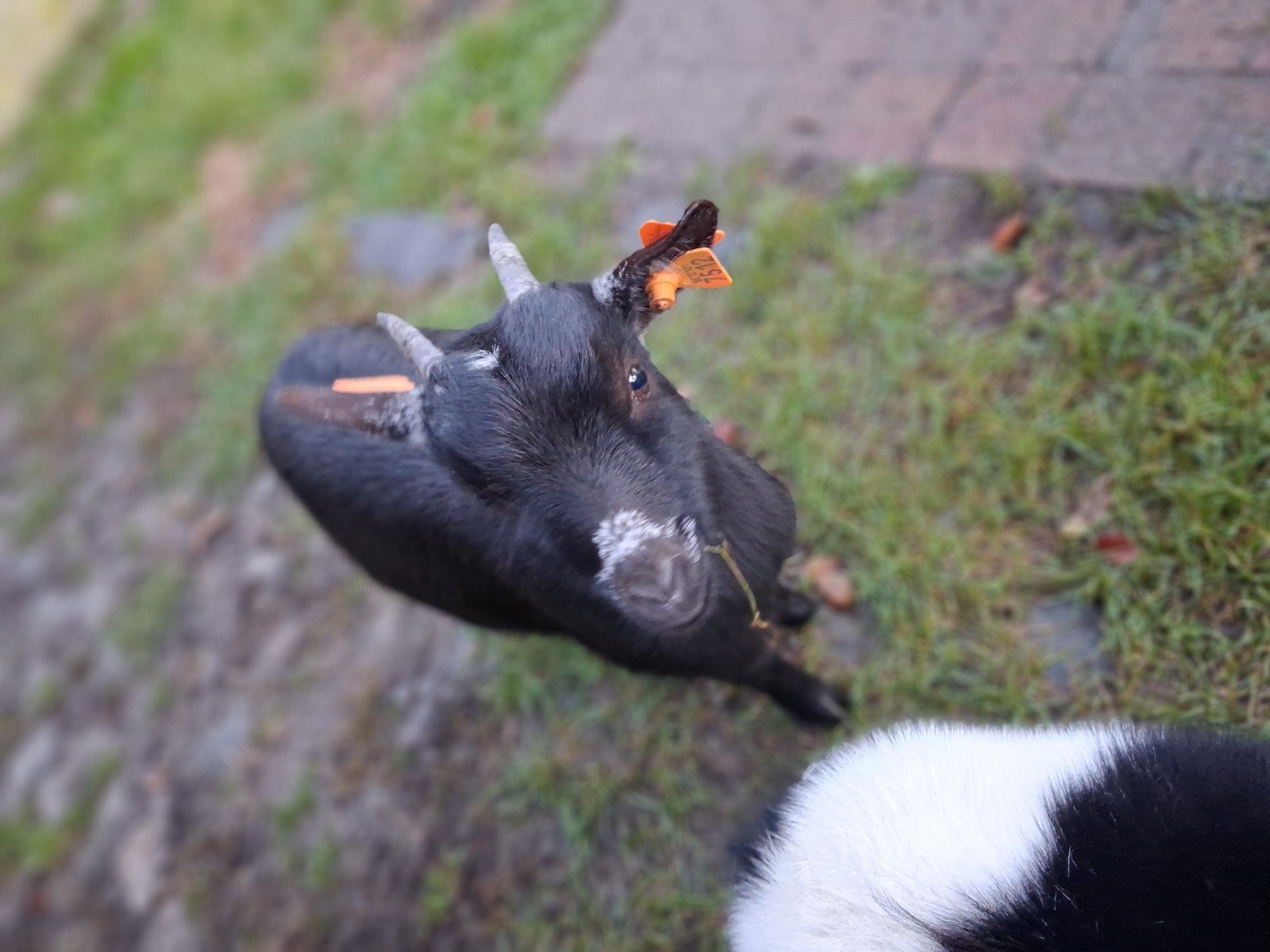 dwerggeitjes, Dieren en Toebehoren
