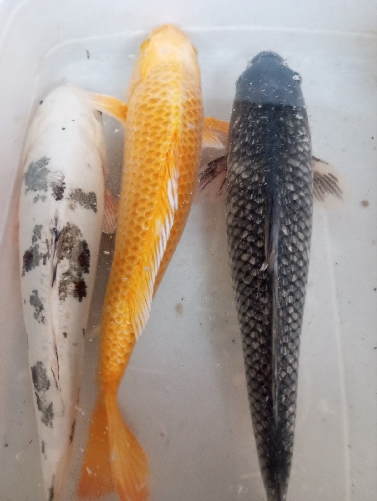 carpe koï taille 30 x 35 cm, Animaux & Accessoires