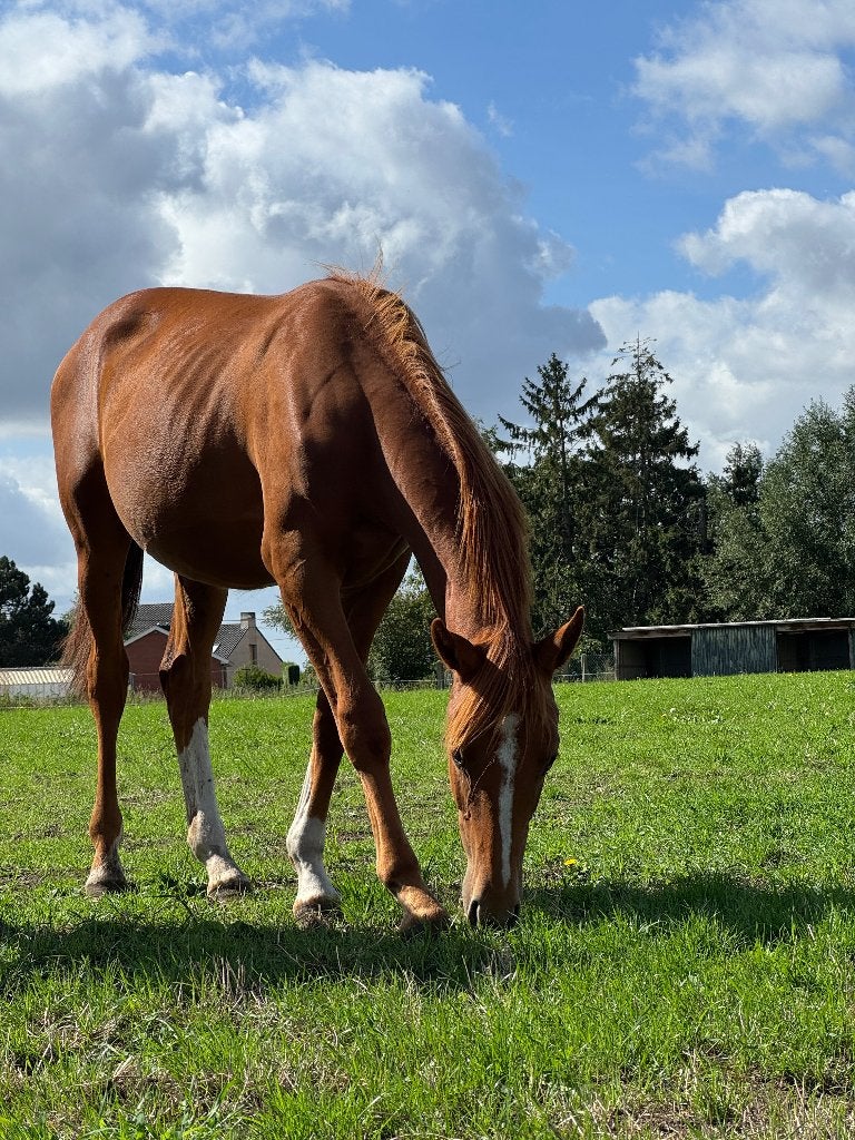 Jaarling hengst Devil 2000 Z x Comilfo Plus Z, Dieren en Toebehoren, Springpaard, Met stamboom, 0 tot 2 jaar, Hengst