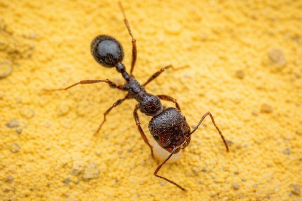La reine Messor Muticus avec 1 à 10 ouvriers, Fourmis