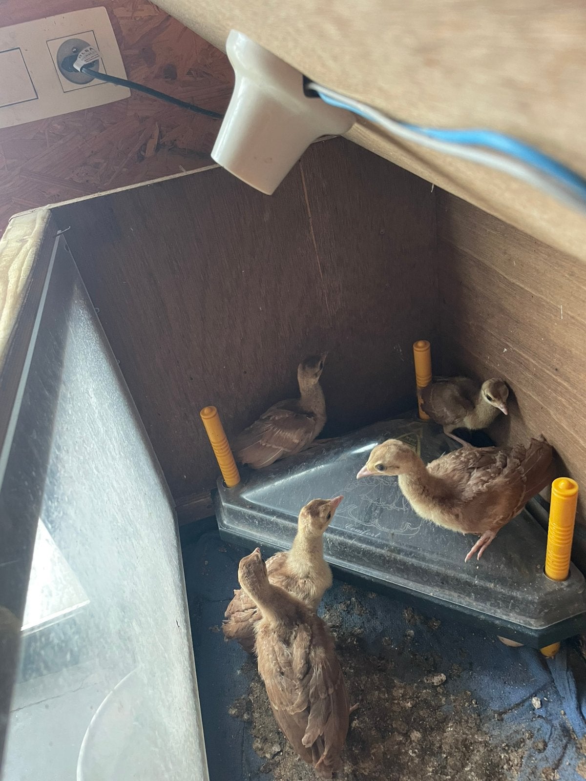 Violet pauw kuikens, Dieren en Toebehoren