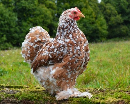 Œufs de poules de pekin frisée