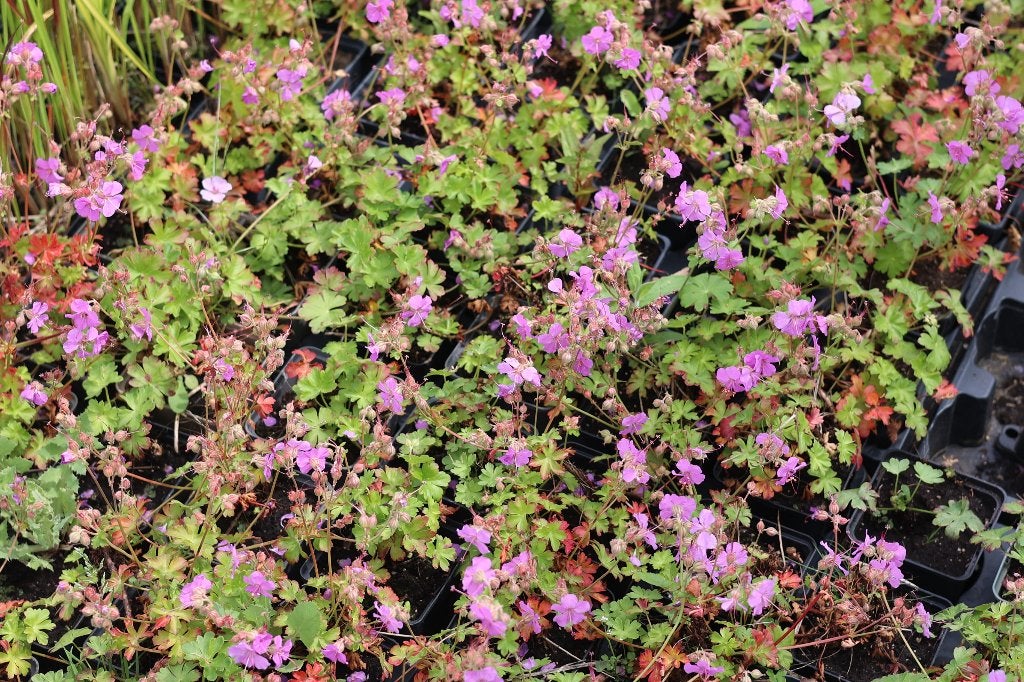 Geranium cantabrigiense 'Cambridge', Jardin & Terrasse, Plantes | Jardin, Enlèvement, Plante fixe, Couvre-sol