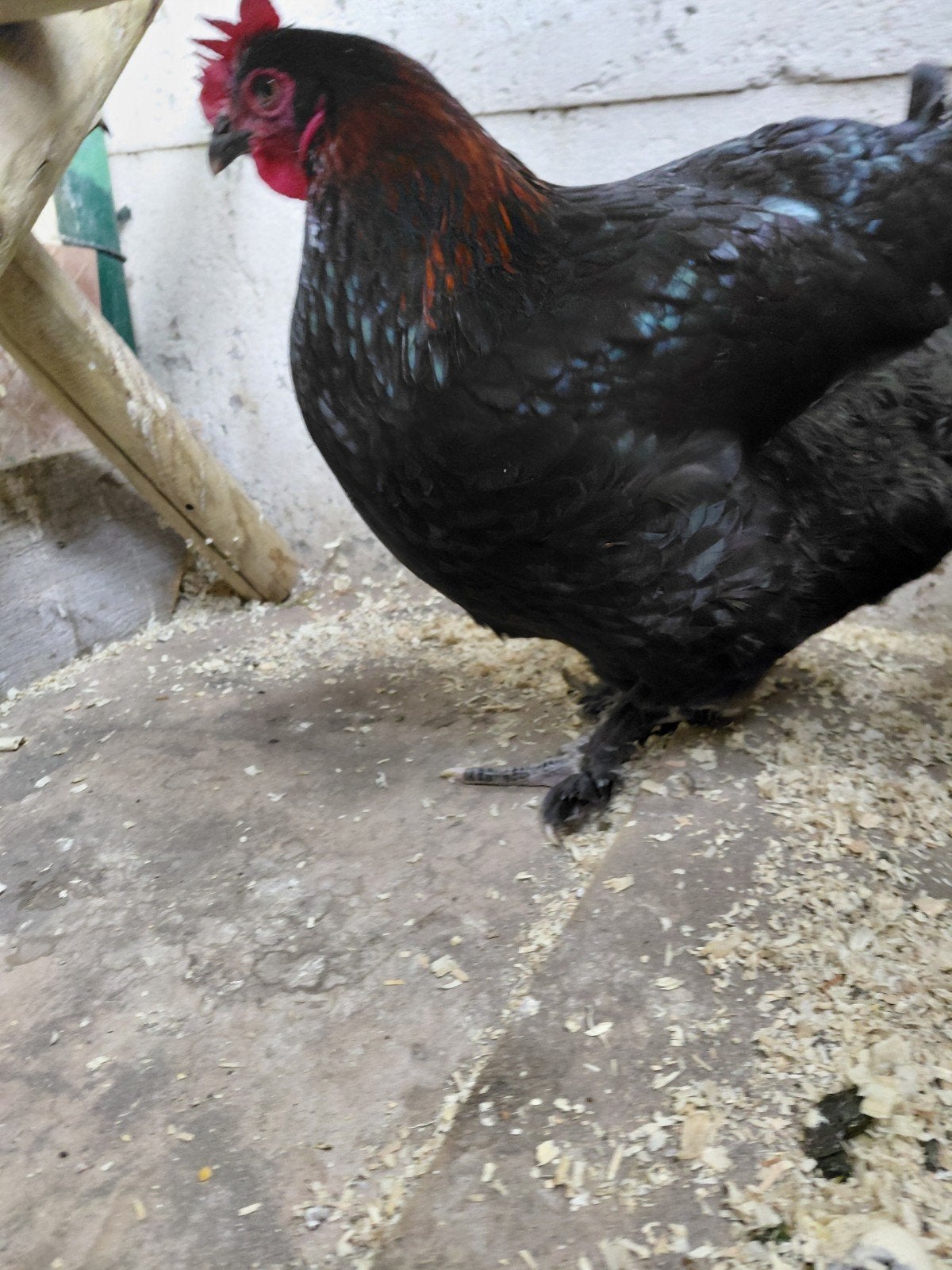 Marans kippen, Femelle, Poule ou poulet