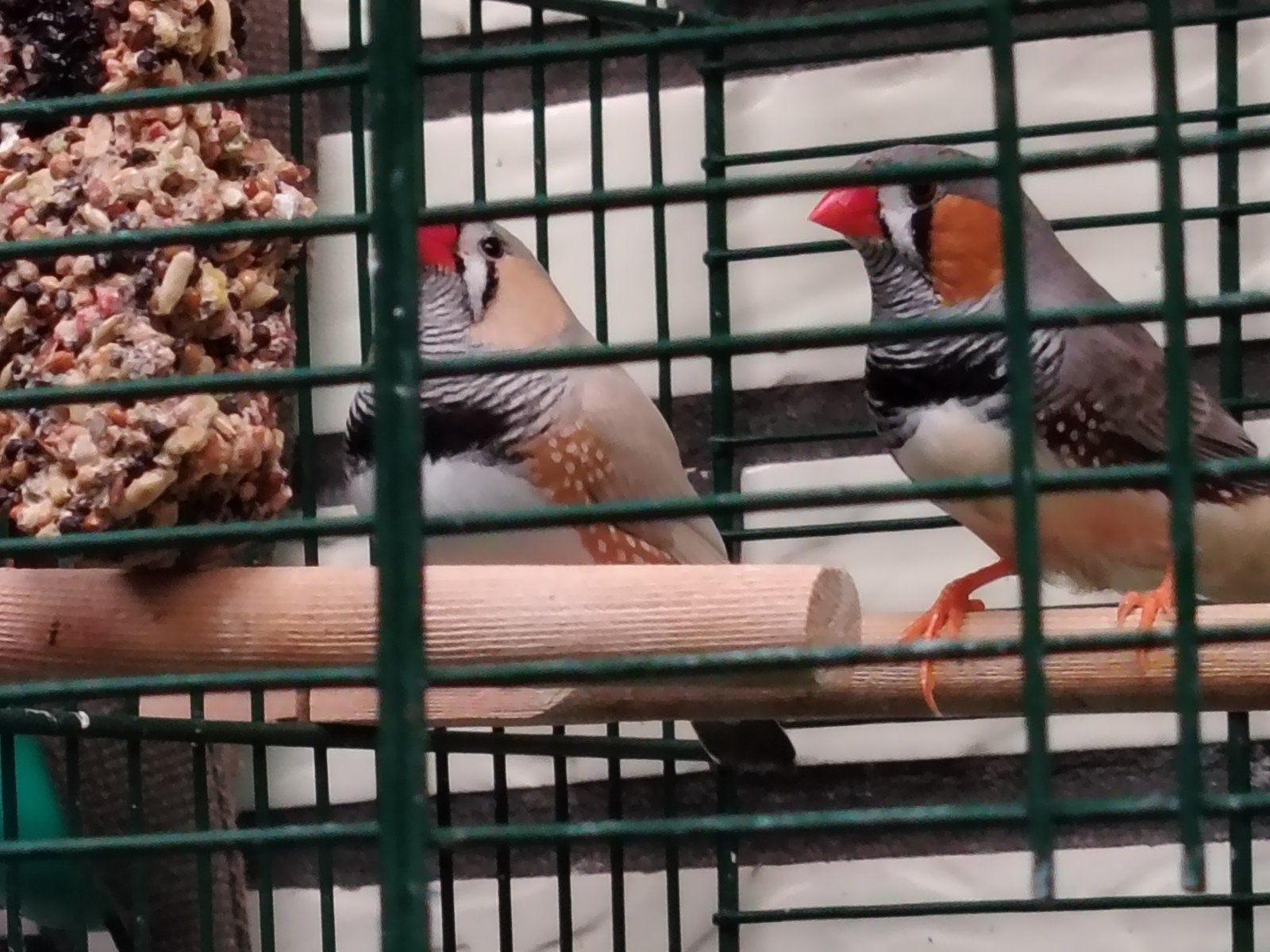 vogelkooi met mandarijnen en hele bak voeding, Dieren en Toebehoren, Mannelijk