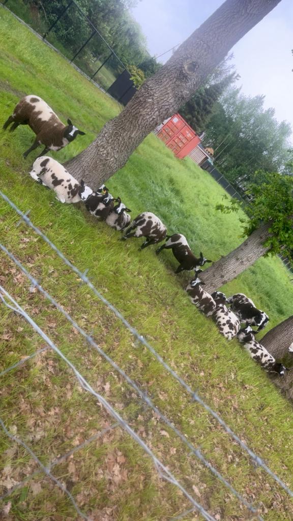 Baggerbonte ooi lammeren, Dieren en Toebehoren, Schapen, Geiten en Varkens, Vrouwelijk, Schaap, 0 tot 2 jaar