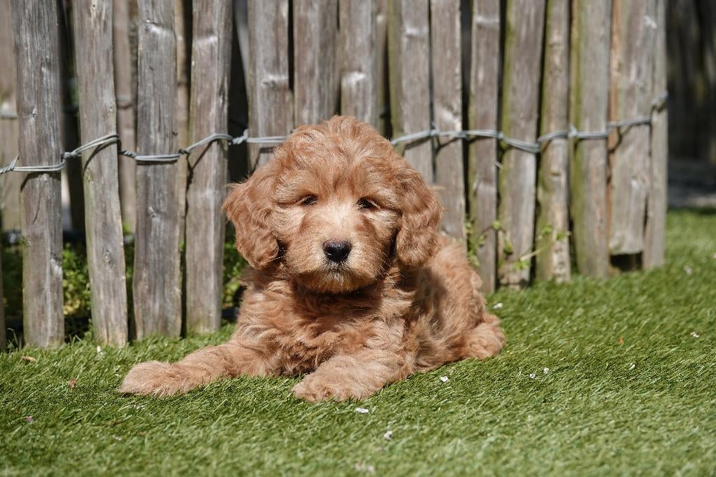 Chiots Labradoodle (moyenne) abricot/rouge avec pedigree, Animaux & Accessoires, Autres races, Plusieurs, Hépatite contagieuse (maladie de Rubarth)