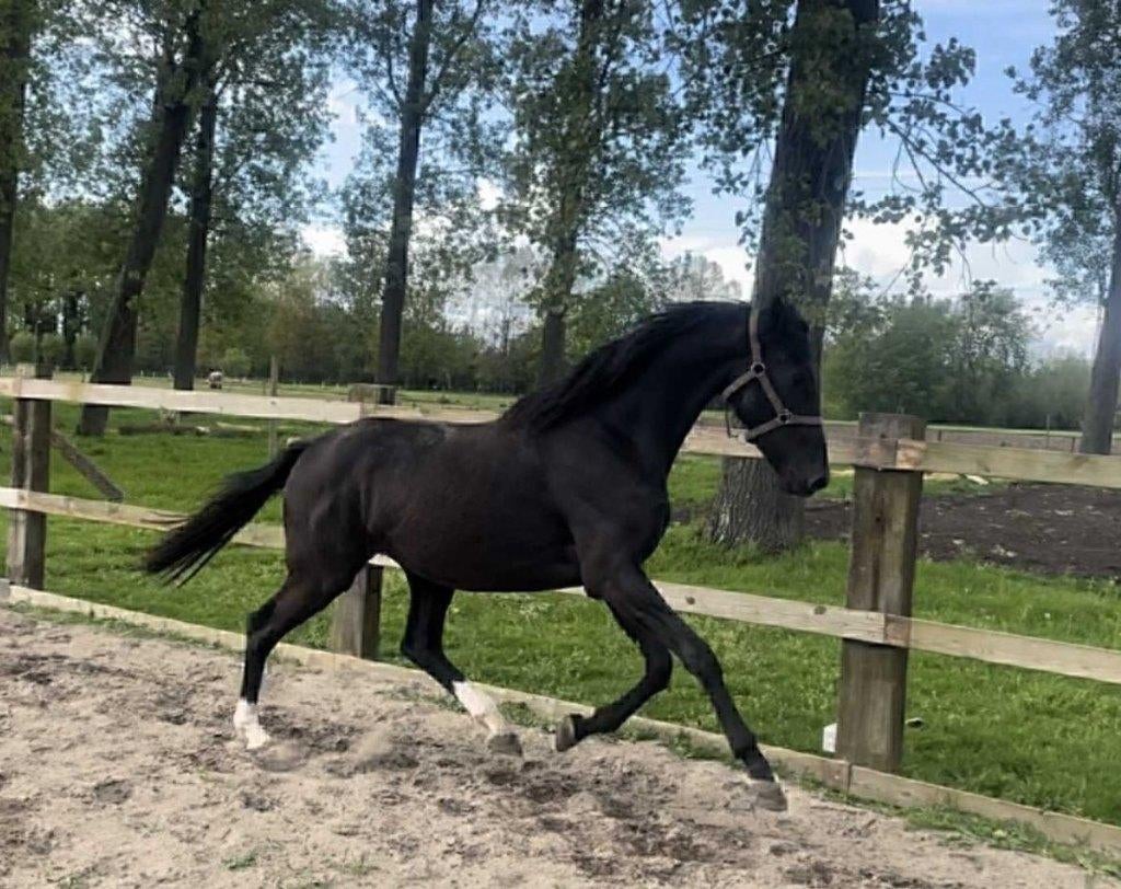 goed bewegende merrie te koop, Dieren en Toebehoren, Merrie, Met stamboom, Dressuurpaard, Zadelmak