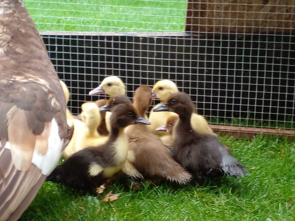 Barberie kuikens, Dieren en Toebehoren, Geslacht onbekend, Eend
