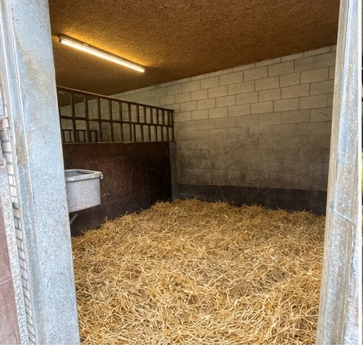 Laatste 2 stallen te huur - browsing paddock, Opfok, 2 of 3 paarden of pony's