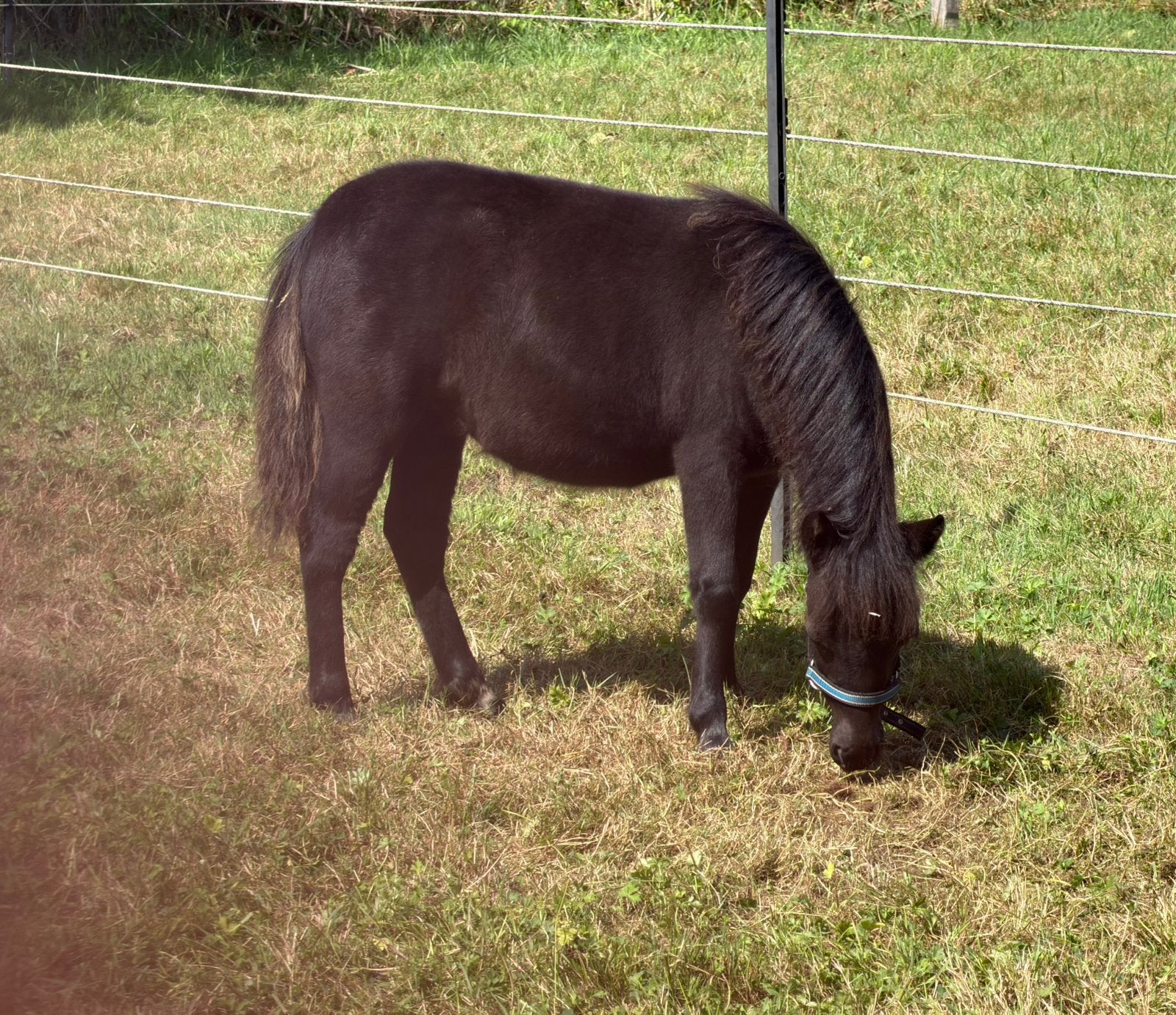 Merrie,veulen,NMPRS,zwart,minipaard,miniatuurpaard,pony, Avec pedigree, Poney de récréation, Poney A (jusqu'à 1.17 m), Ne s'applique pas