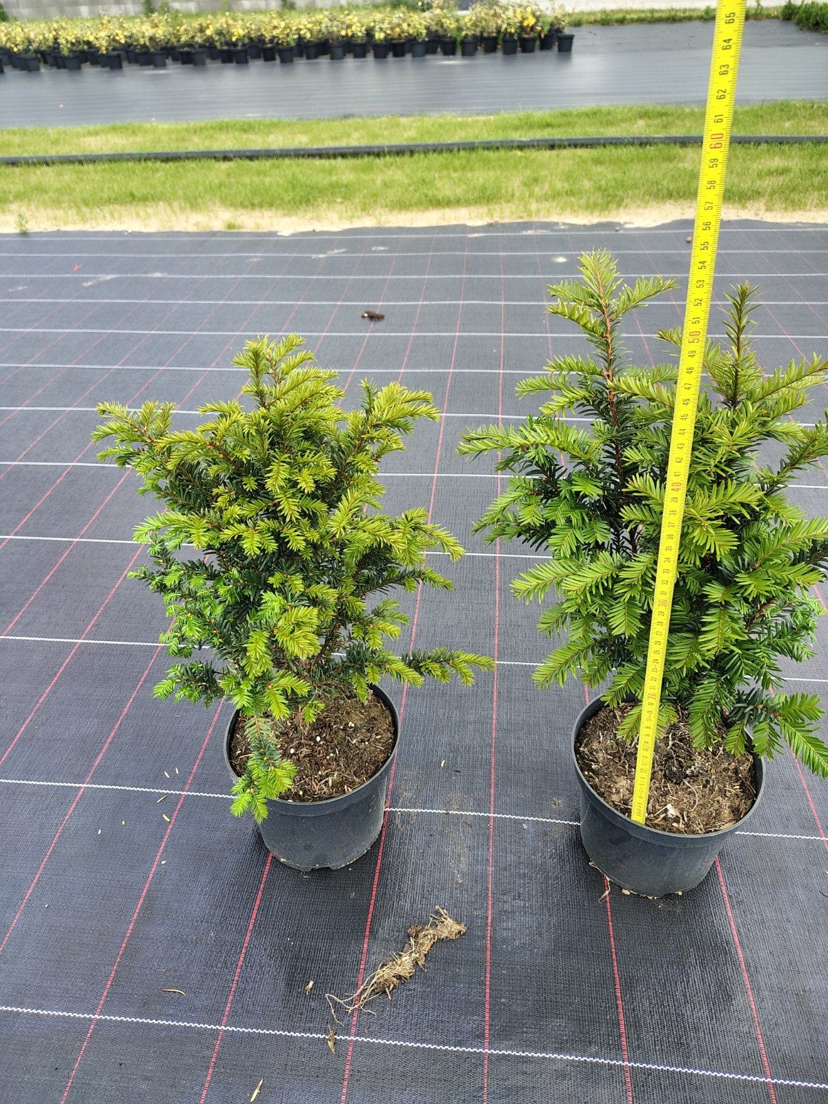 Taxus baccata 40-50, Tuin en Terras, Ophalen