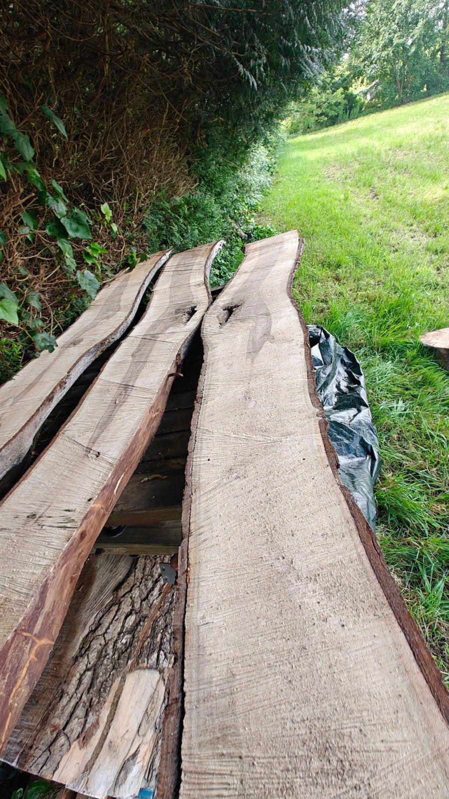 Schaaldelen van een notelaar. Lengte 290 CM., Ophalen
