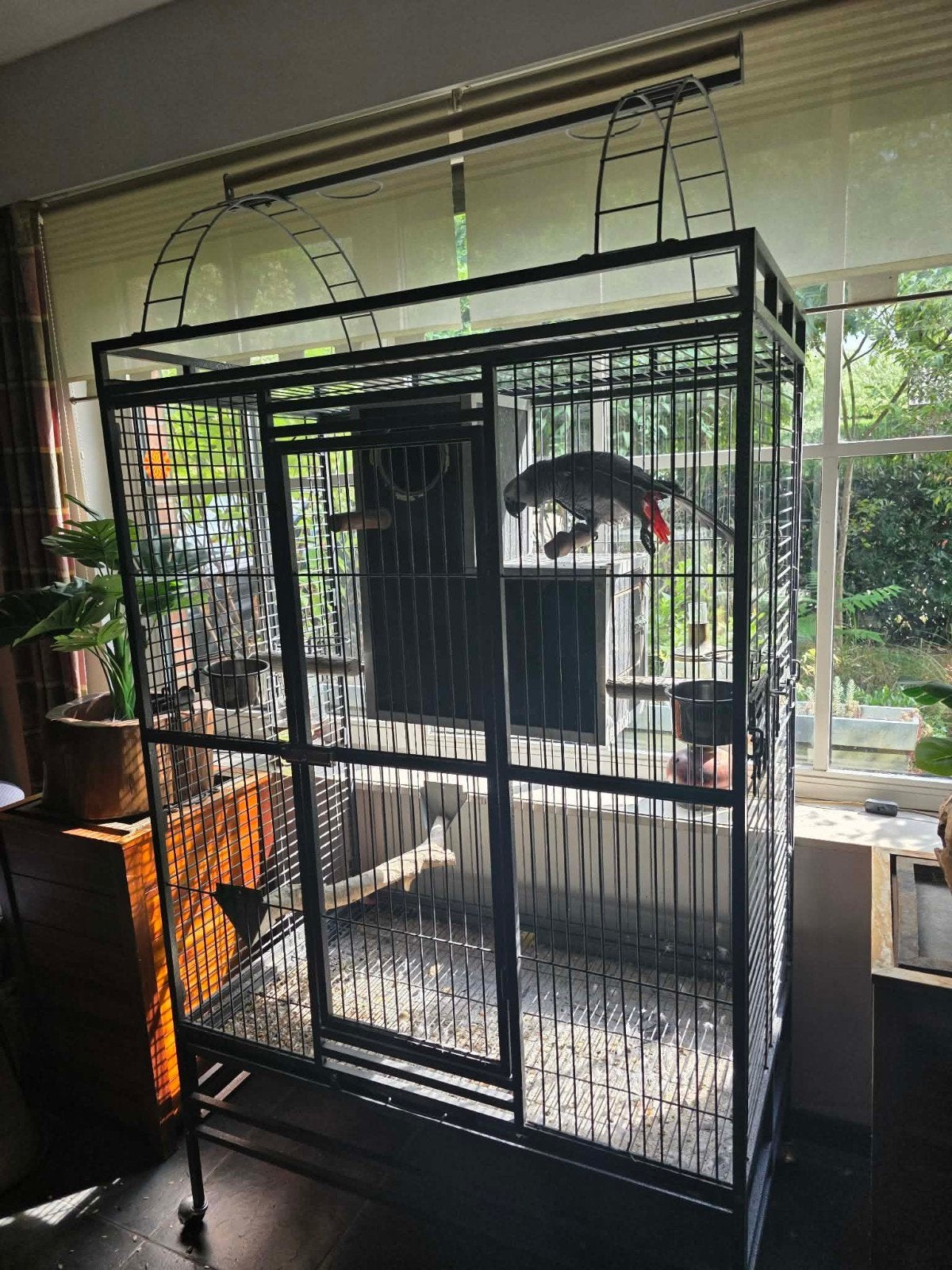 Grijze roodstaart, Dieren en Toebehoren