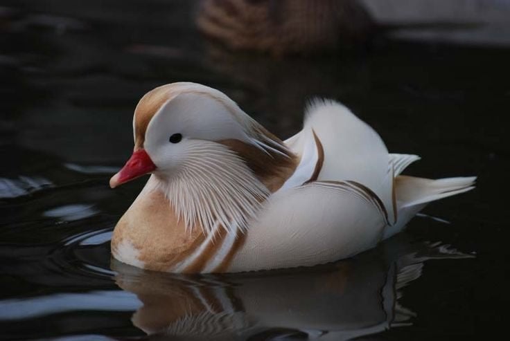 witte mandarijneend man, Mâle, Canard