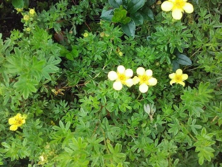 Oie arbustive Potentilla Fruticosa jaune, blanche et rouge