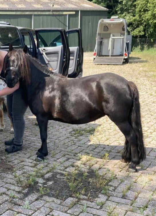 8 jarige grote maat NSPS merrie, Animaux & Accessoires, Poneys, Jument, Débourré