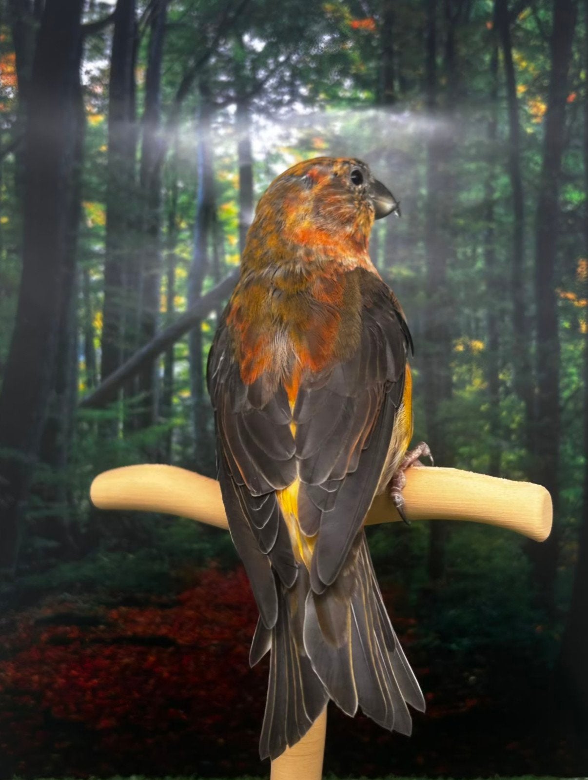 Koppel grote kruisbekken, Dieren en Toebehoren, Vogels | Overige Vogels