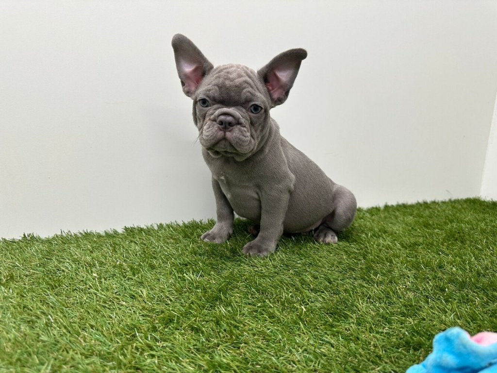 Franse Bulldog pup, Dieren en Toebehoren, België, Reu, 8 tot 15 weken, Eén hond
